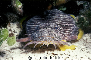 Splendid Toad fish-Cozumel by Lisa Hinderlider 